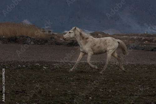 Fototapeta Naklejka Na Ścianę i Meble -  the old horses run out of lake, freedom