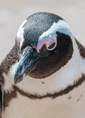portrait of jackass penguin on white background