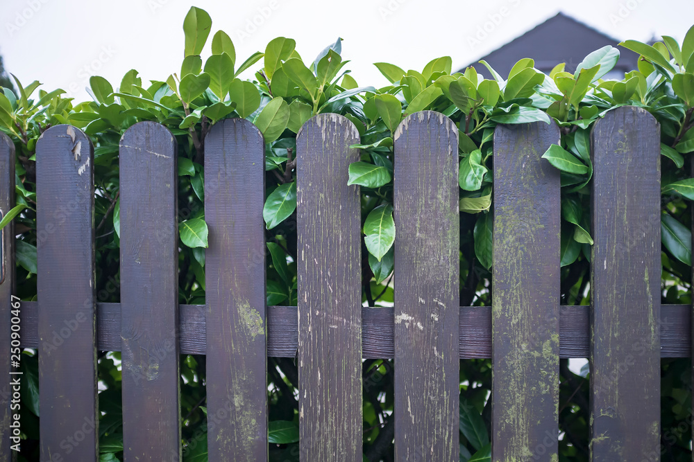 Wooden fence with peeling paint and behind it a hedge of green shrubs in the yard. Wooden fence with peeling paint and behind it a hedge of green shrubs in the yard.