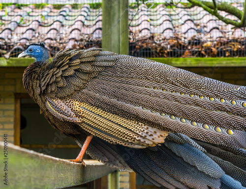 Male great Argus pheasant standing on a wooden beam, colorful tropical bird from the jungle of Asia, near threatened animal photo