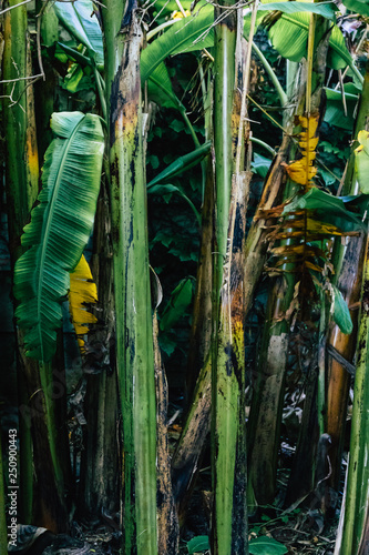 Tropical banana tree leaves