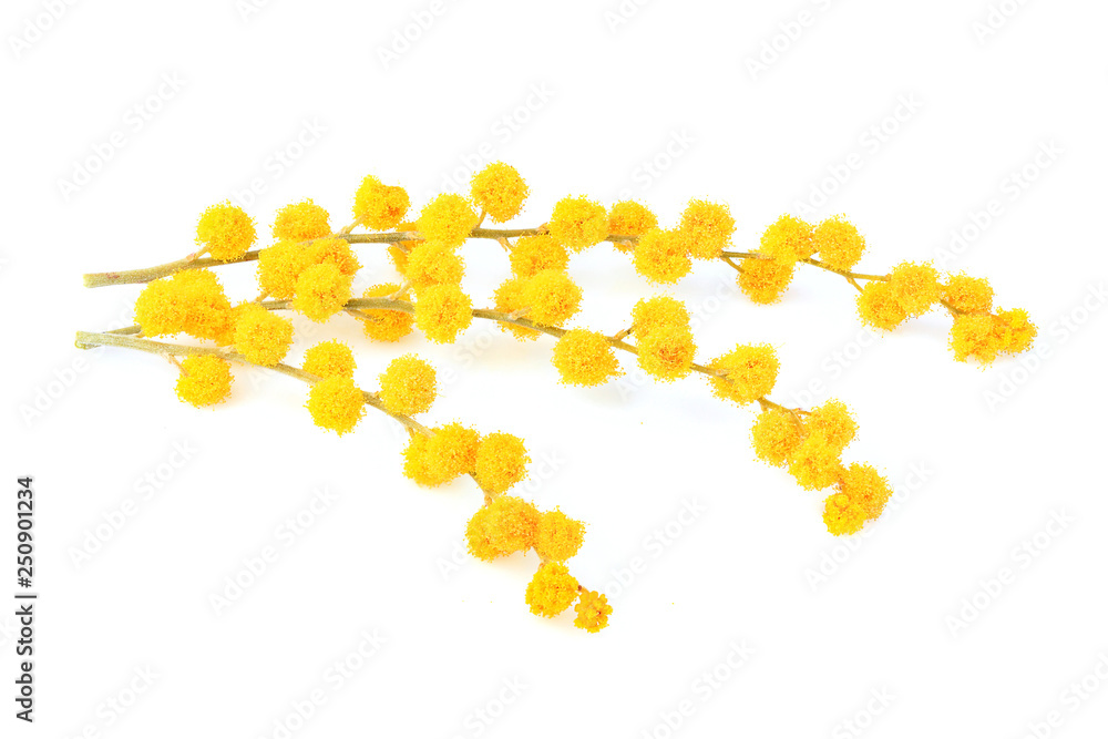 Mimosa flower on branch isolated. Mimosa flower on branch isolated.