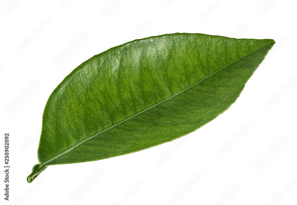 Obraz premium Green leaf isolated on white background with clipping path