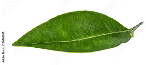 Green leaf isolated on white background with clipping path