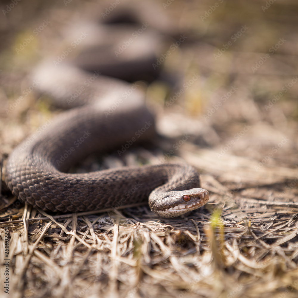 Obraz premium Closeup of a viper creeping on dried grass on a sunny day. Poisonous snake, which is widespread in the European part.