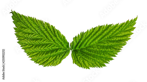 Фотография Green leaf isolated on white background with clipping path