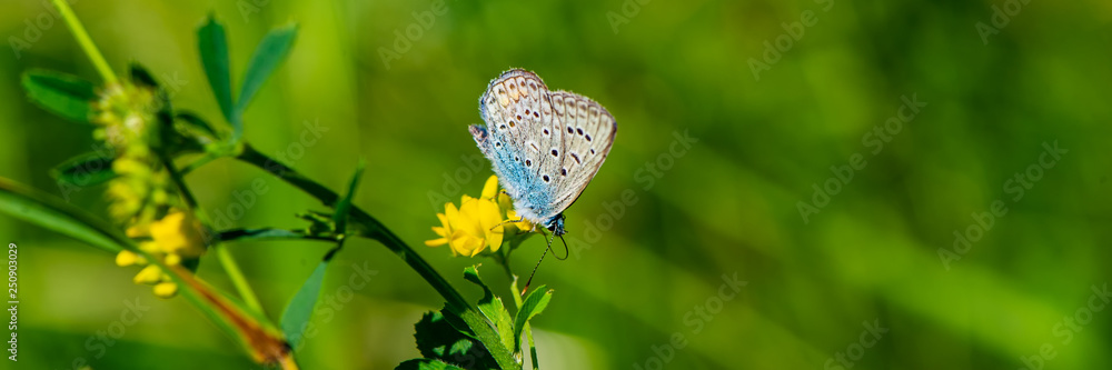 Obraz premium butterfly collects nectar on a yellow meadow flower on a sunny day.