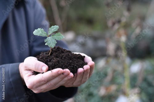 Closeup of cupped hands of unseen caucasian person holding a small mound o soil with an oak sapling . Conceptual for echology, forest stewardship, Earth Day, space for copy