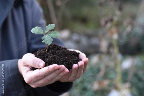 Closeup of cupped hands of unseen caucasian person holding a small mound o soil with an oak sapling . Conceptual for echology, forest stewardship, Earth Day, space for copy photo