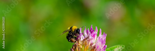 Bumblebee collects nectar and pollen from clover. Poster Mural XXL