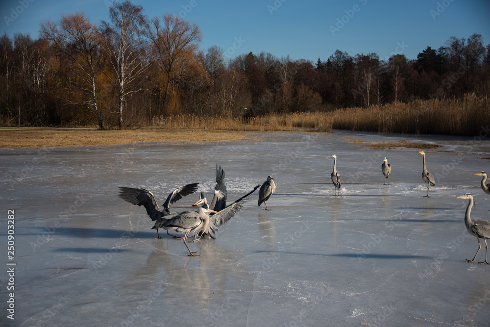 Obraz premium Urban herons on an icy lake in Stockholm, Swedish mall in background