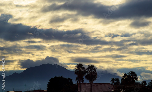 Early morning in Arizona. A silhouette of a tree palm with the hazy shadows Arizona, USA