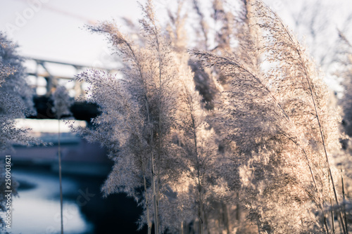 Fototapeta Naklejka Na Ścianę i Meble -  soft