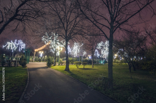 Christmas lights on an alley in the park at night