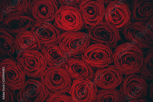 Close up view of claret roses bouquet. Red roses background.
