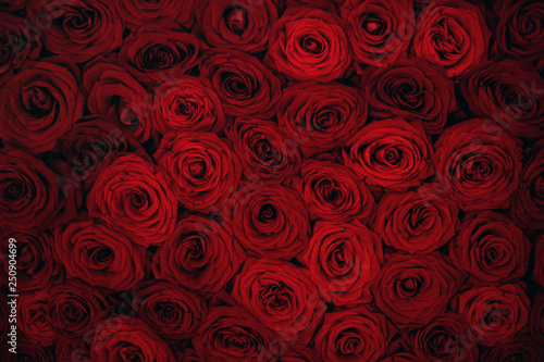Close up view of claret roses bouquet. Red roses background.