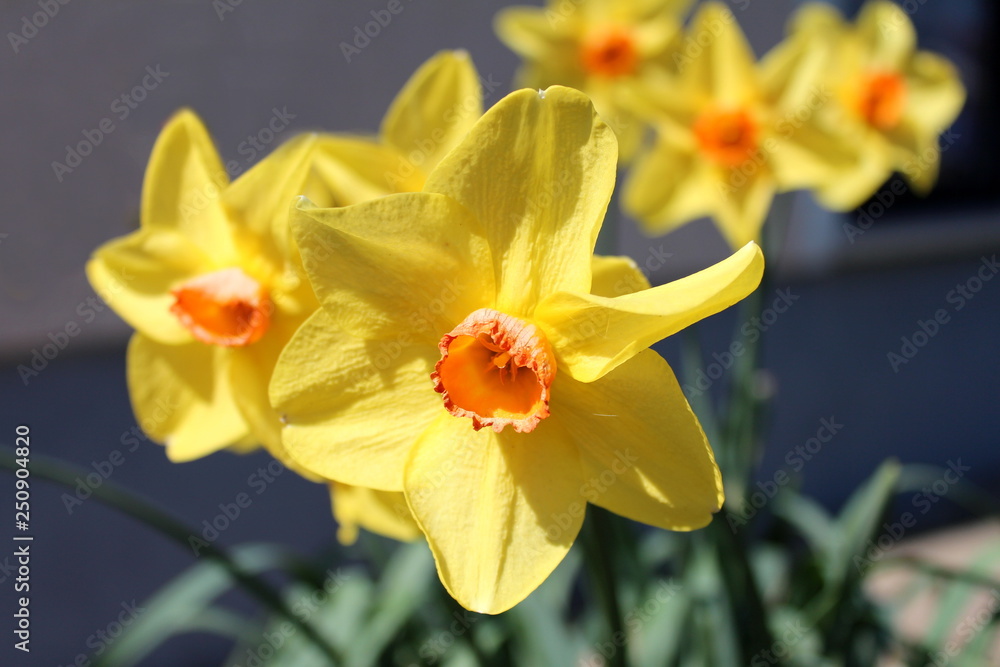 Narcissus or Daffodil or Daffadowndilly or Jonquil perennial herbaceous bulbiferous geophytes plants with bright yellow flowers planted in local garden on warm sunny spring day Narcissus or Daffodil or Daffadowndilly or Jonquil perennial herbaceous bulbiferous geophytes plants with bright yellow flowers planted in local garden on warm sunny spring day