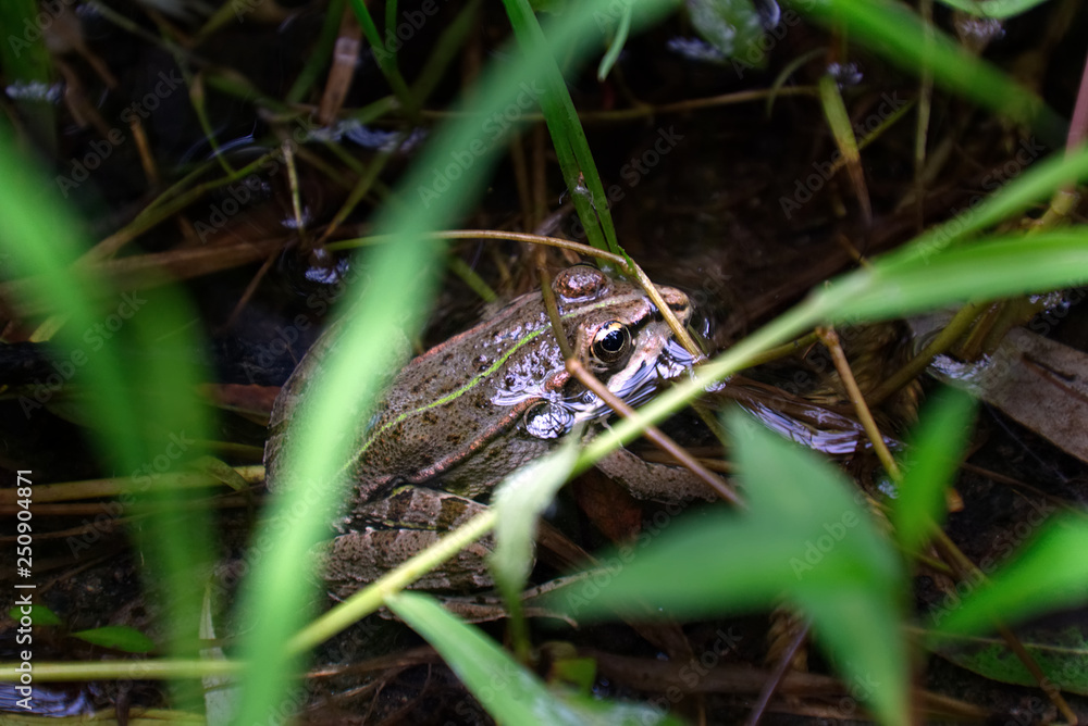 Obraz premium Frog in a swamp environment