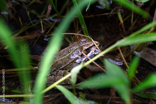 Frog in a swamp environment