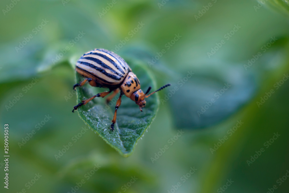Colorado potato beetle straightened his mustache on the leaves of potatoes Colorado potato beetle straightened his mustache on the leaves of potatoes