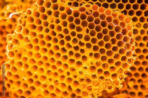 Close up pattern empty holes of wasp nest texture background. Beautiful nature of patterns from a real wasp nest.