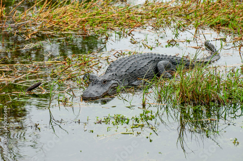 American Alligator