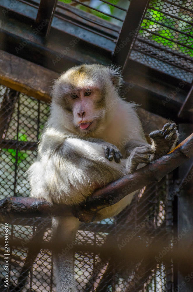 Naklejka premium Macaque sitting on a bracnh