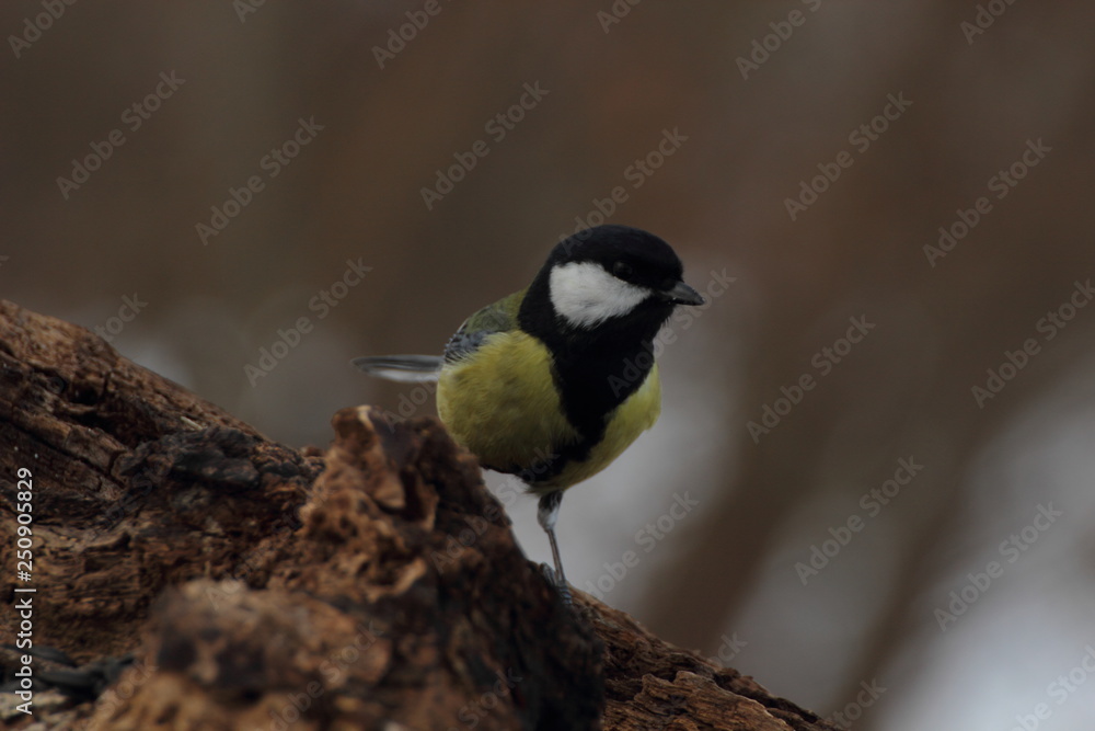 Fototapeta premium great tit on a branch