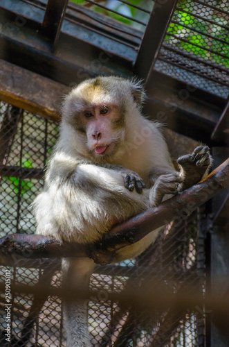 Macaque sitting on a bracnh © Alexandra