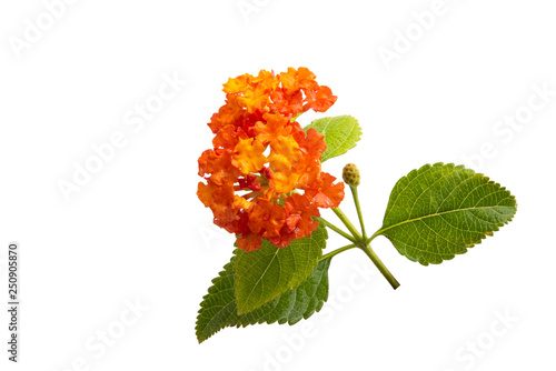 Foto lantana flower isolated