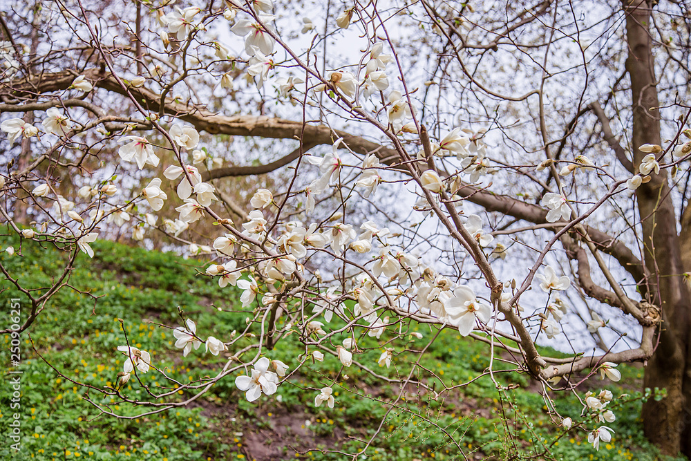 Large pink and white magnolia trees bloom in a park on a spring day. Large pink and white magnolia trees bloom in a park on a spring day.