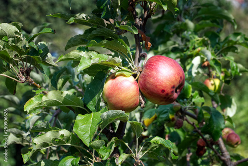 A pair of organic apples growing on a tree