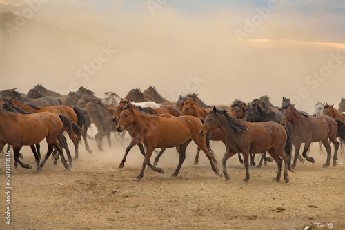 Fototapeta Naklejka Na Ścianę i Meble -  the old horses run out of dust in smoke
