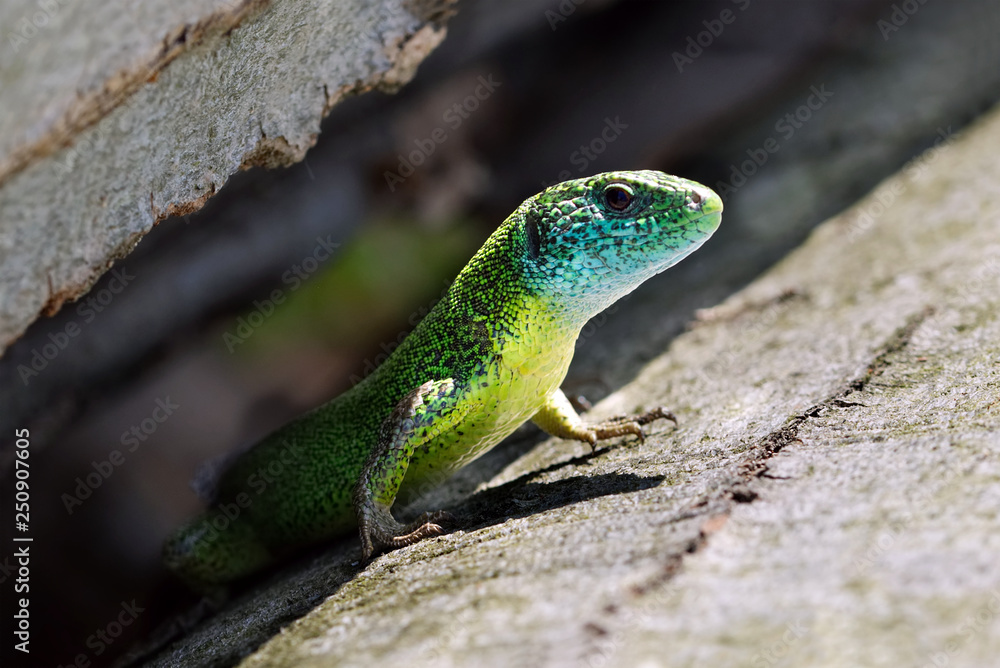 Colorful blue, green and yellow lizard waiting in a crevice, looking outside in search of prey Colorful blue, green and yellow lizard waiting in a crevice, looking outside in search of prey