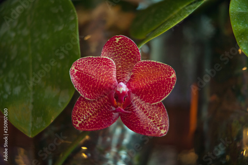 Beautiful rare orchid in pot on blurred background