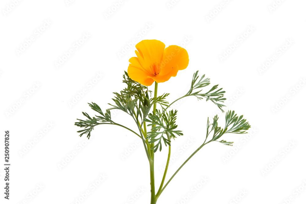 Obraz orange poppy isolated