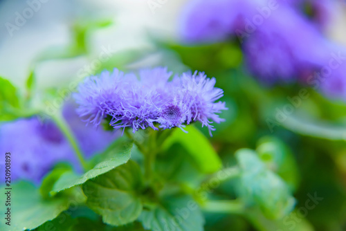 Flowers and plants in the garden. Flowering white and purple. Ageratum. Vegetation in nature. Green leaf. Macro mode. Fluffy inflorescences. photo