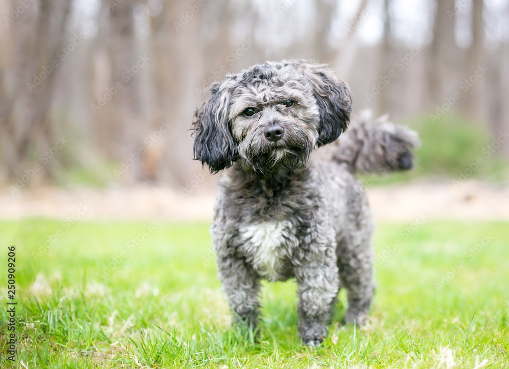 A cute gray and white Havanese / Shih Tzu mixed breed dog listening with a head tilt A cute gray and white Havanese / Shih Tzu mixed breed dog listening with a head tilt