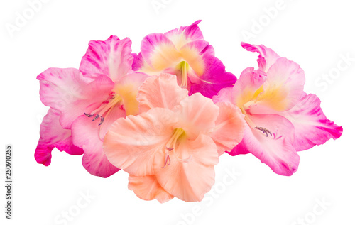 gladiolus flowers isolated