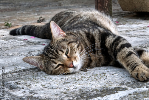 Lazy brown striped cat sleeping on the stone floor outside