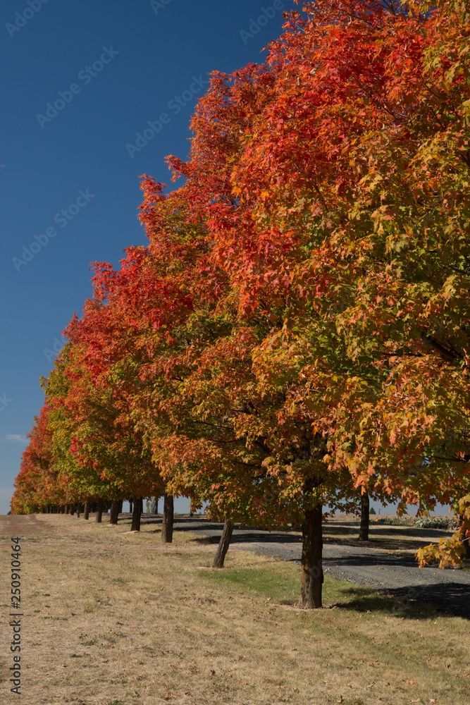 Obraz premium Fall tree colors