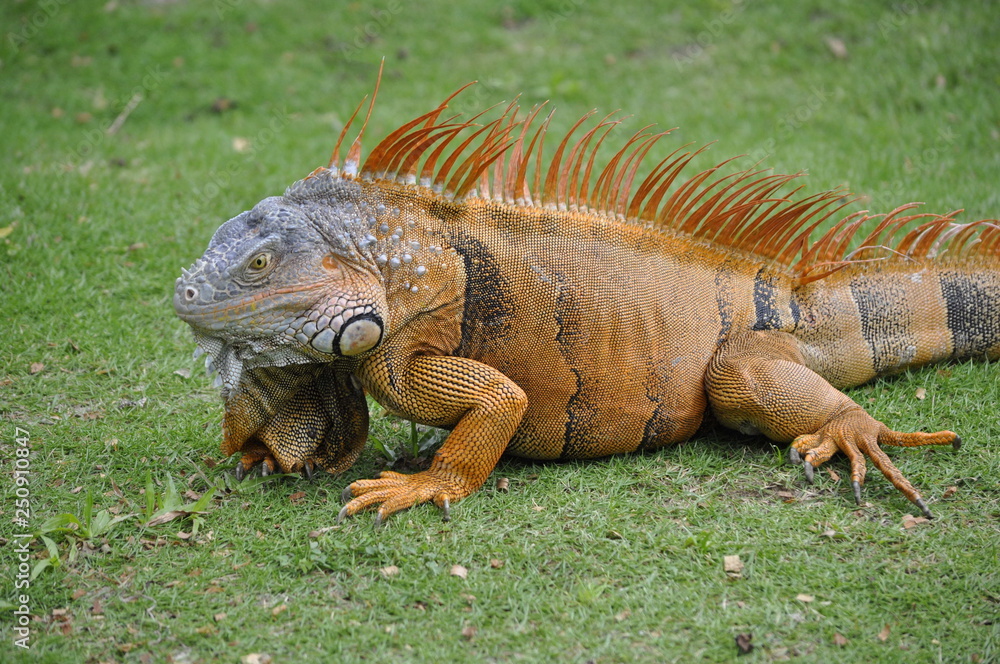 Fototapeta premium Close Up Oranga Iguana