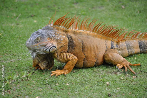 Close Up Oranga Iguana