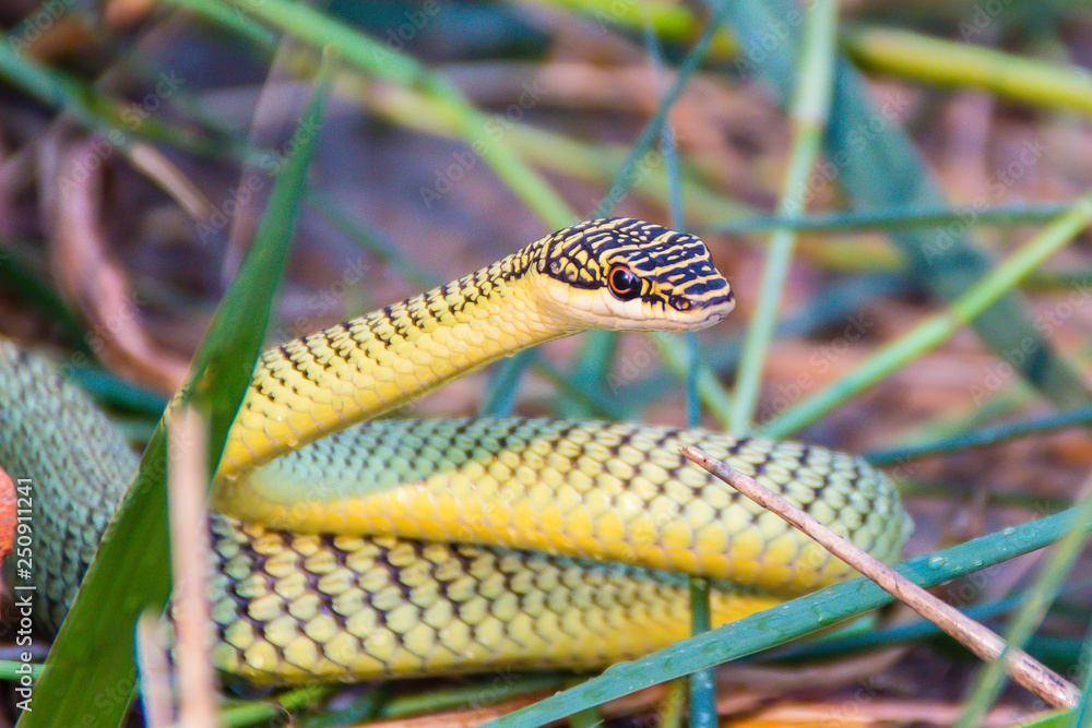 Cute Golden Tree Snake (Chrysopelea Ornata) Is Slithering On Cluttered ...