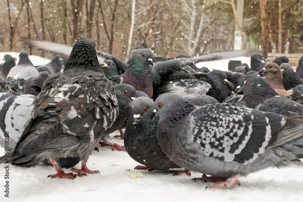Obraz premium City pigeons while eating bread crumbs. Feeding birds in winter