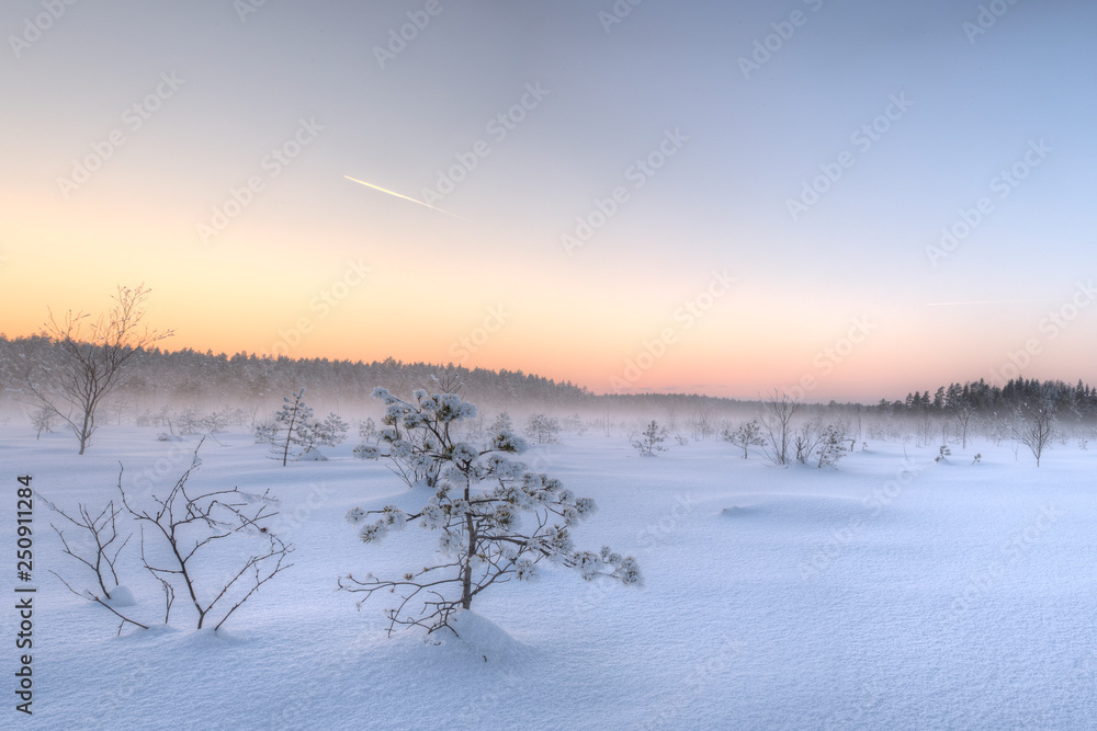 Frosty morning in raised bog. Landscape with the frozen plants. Latvia. Frosty morning in raised bog. Landscape with the frozen plants. Latvia.