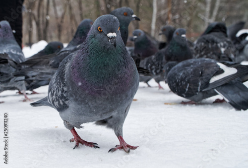 A thick urban pigeon walks over freshly fallen snow to the camera. Birds in the winter photo