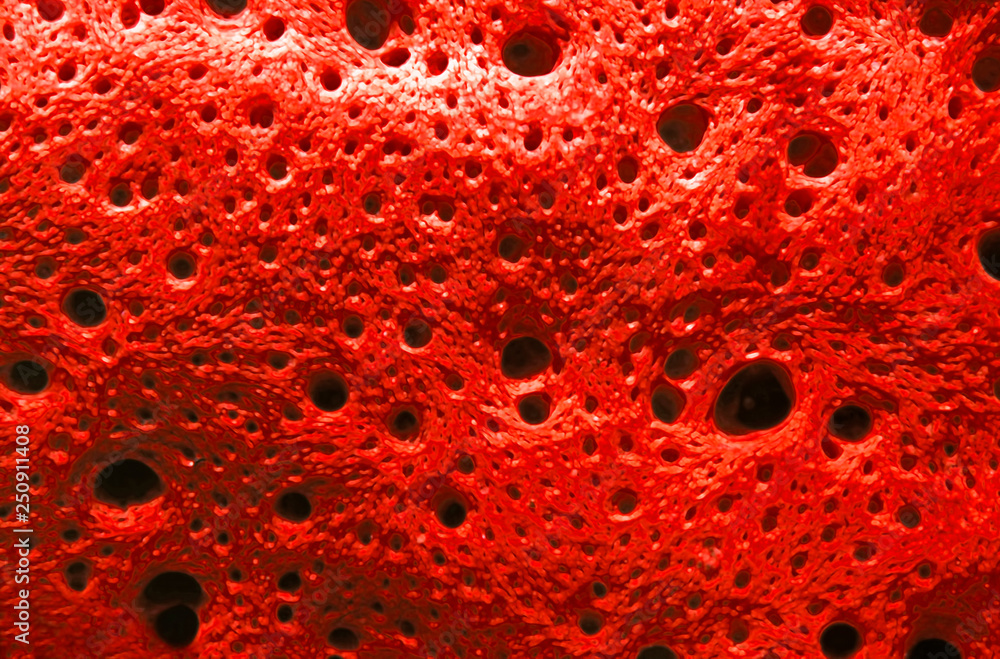 Macro photo of sea sponge Though extremely plantlike in appearance