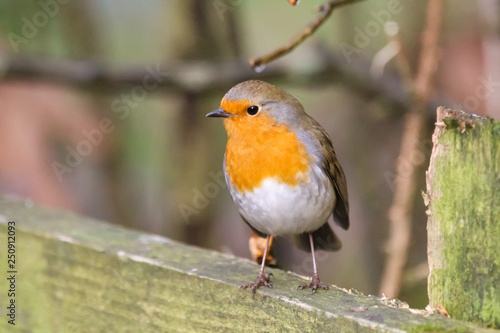 robin © carina