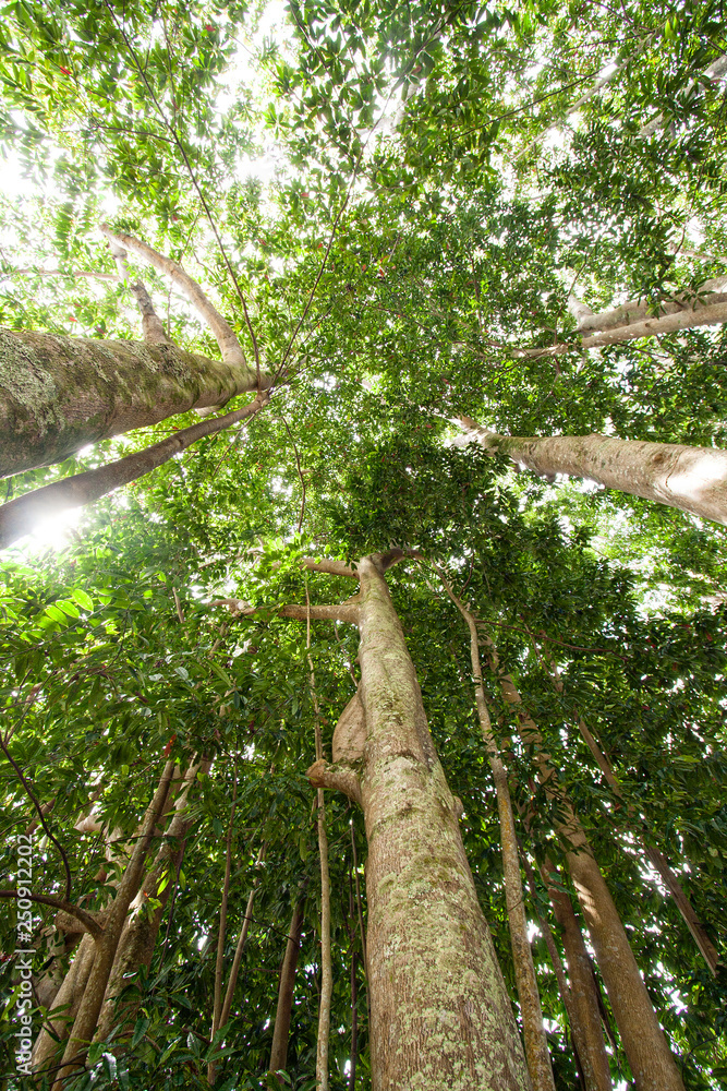 Fototapeta premium Trees in forest, green, tall, growing, nature, natural, vertical image